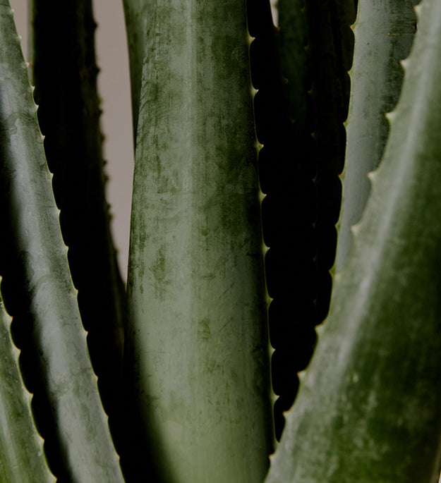 Aromatica Soothing Aloe Vera Gel