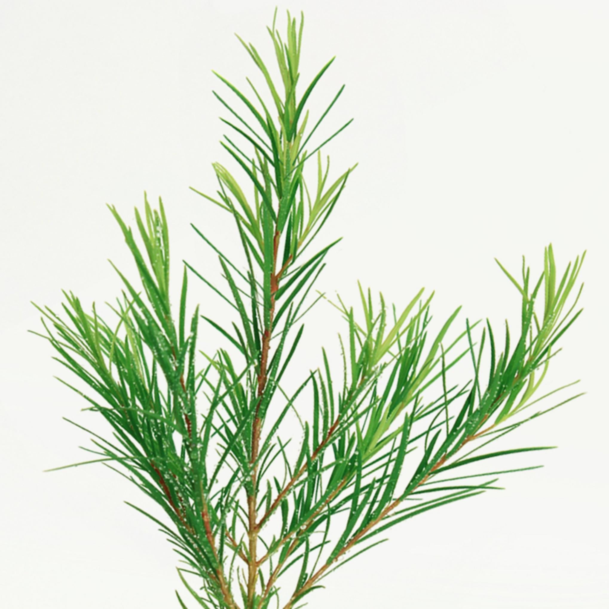 Tonico Lenitivo Debole Acido al Tea Tree di Nard