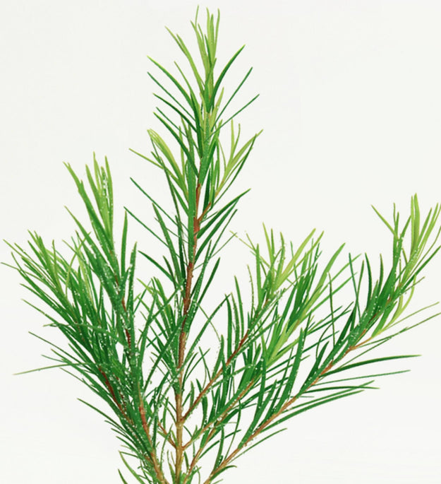Nard Tea Tree Schwacher, säureberuhigender Toner